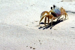 Crab walking on the beach.